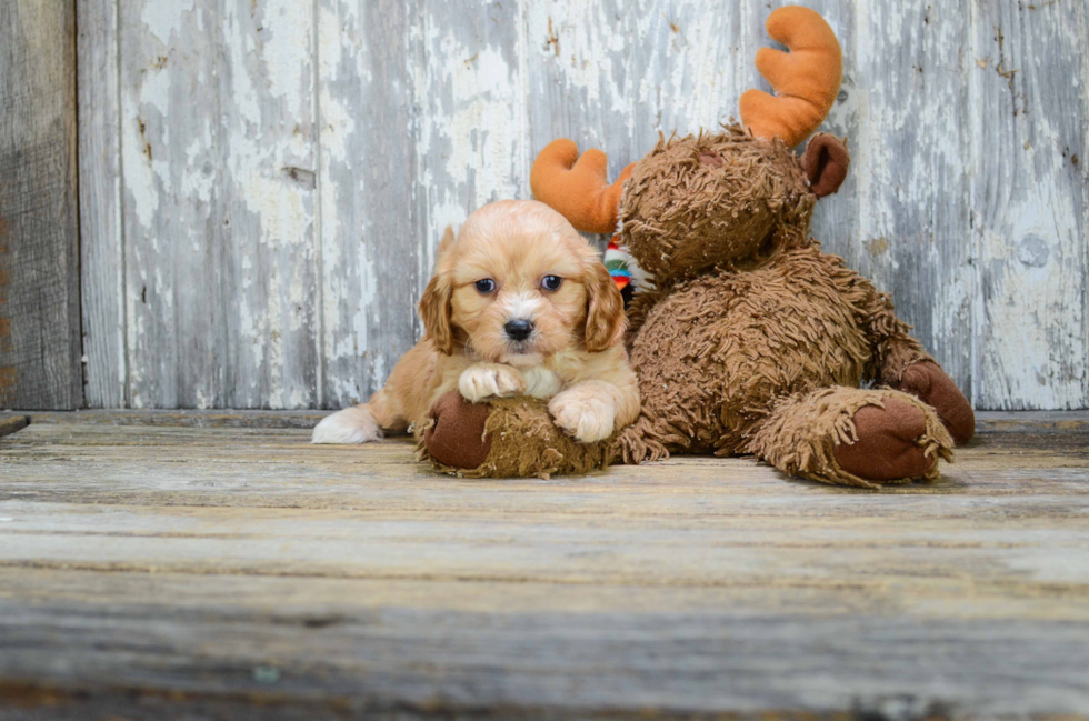 Best Cavachon Baby