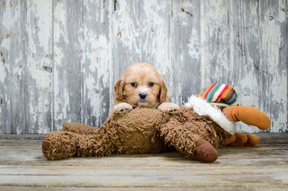 Petite Cavachon Designer Pup