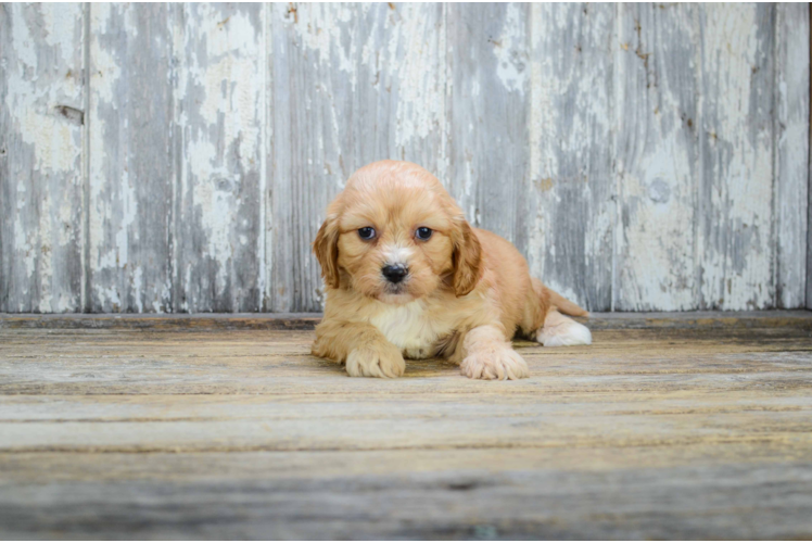 Best Cavachon Baby