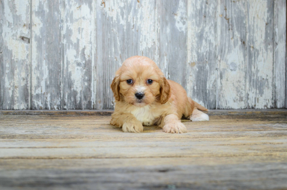 Best Cavachon Baby