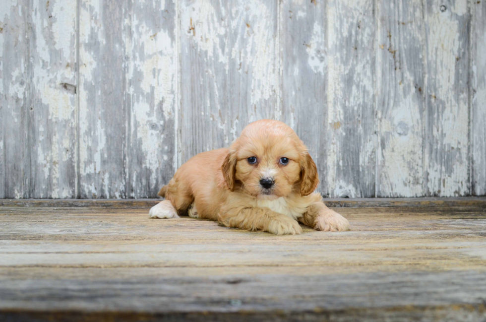 Little Cavalier Designer Puppy