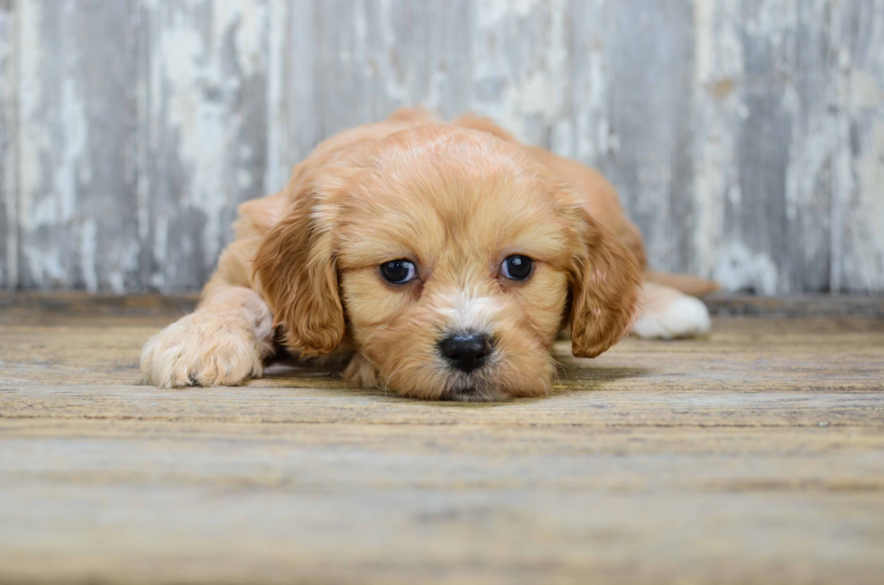 Happy Cavachon Baby