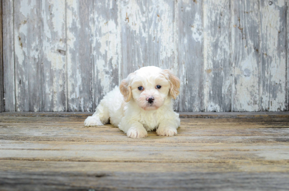 Little Cavalier Designer Puppy