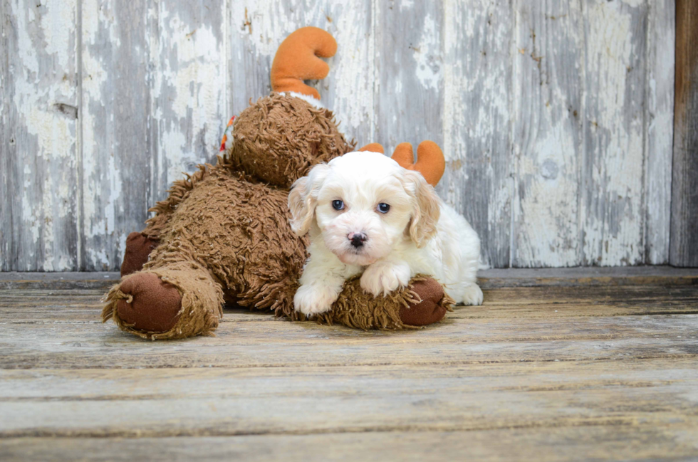 Cute Cavachon Baby