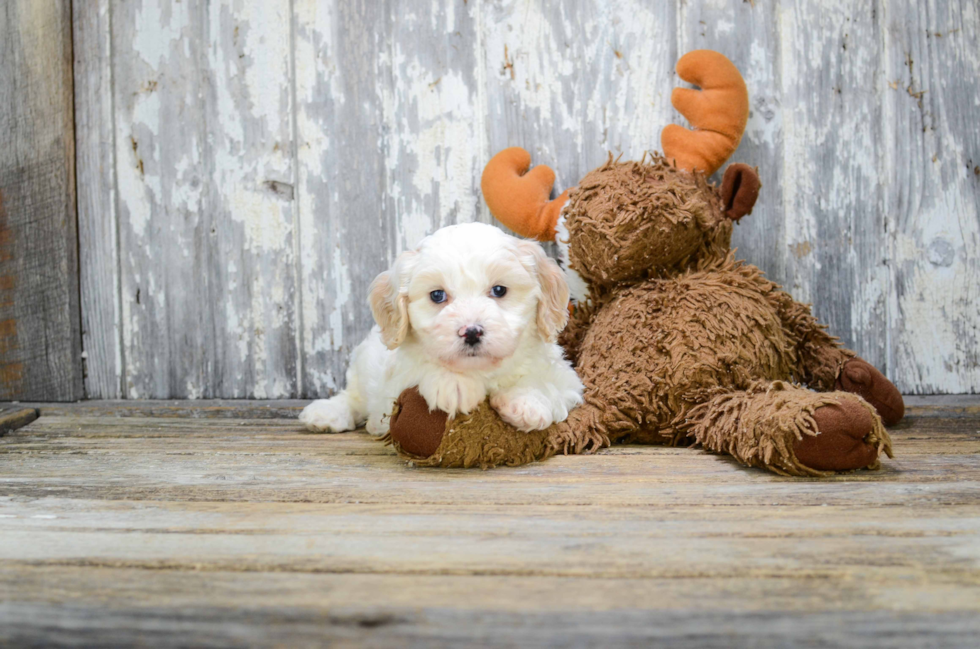 Smart Cavachon Designer Pup