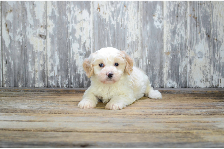 Friendly Cavachon Baby