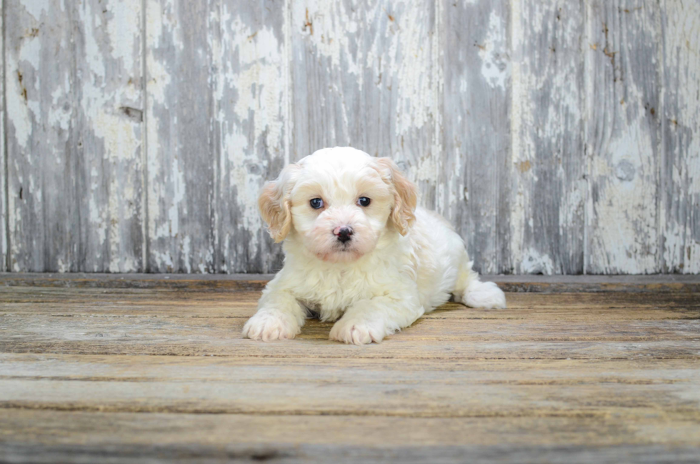 Friendly Cavachon Baby