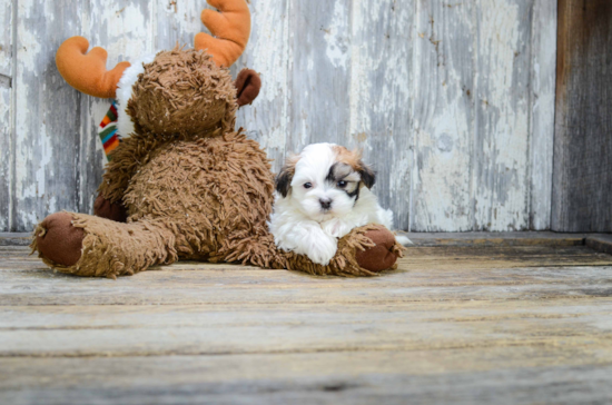 Small Teddy Bear Baby