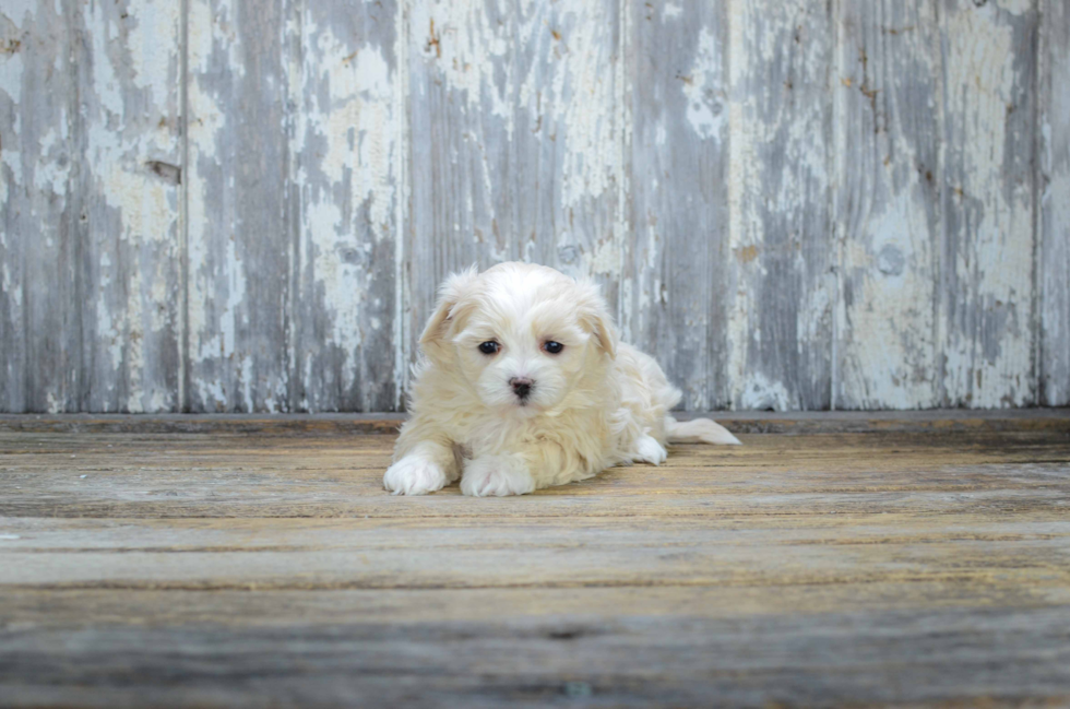 Teddy Bear Puppy for Adoption