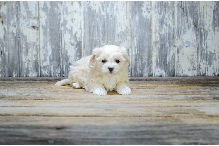 Smart Teddy Bear Designer Pup