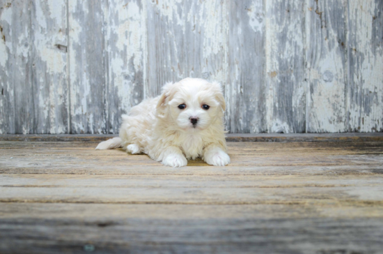 Smart Teddy Bear Designer Pup