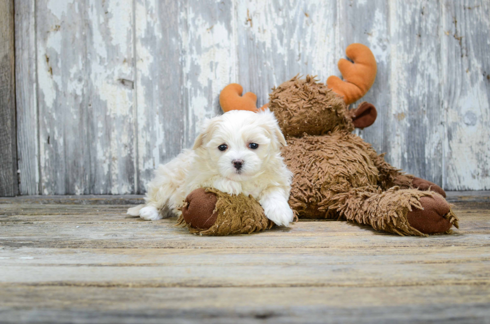 Petite Teddy Bear Designer Pup