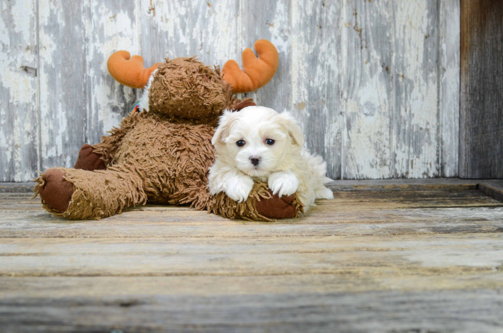 Adorable Shichon Designer Puppy