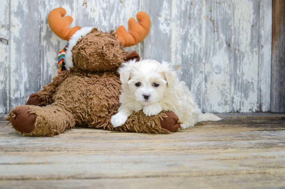 Teddy Bear Puppy for Adoption