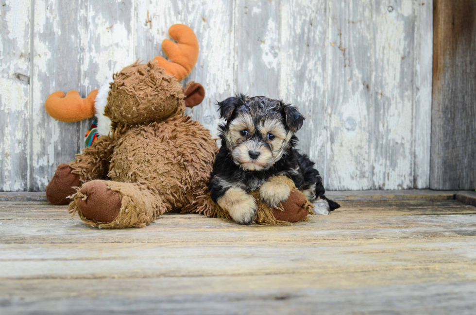 Morkie Pup Being Cute