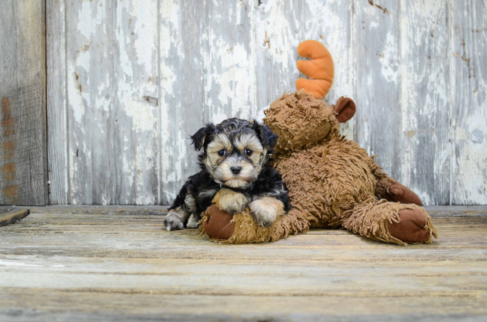 Morkie Puppy for Adoption