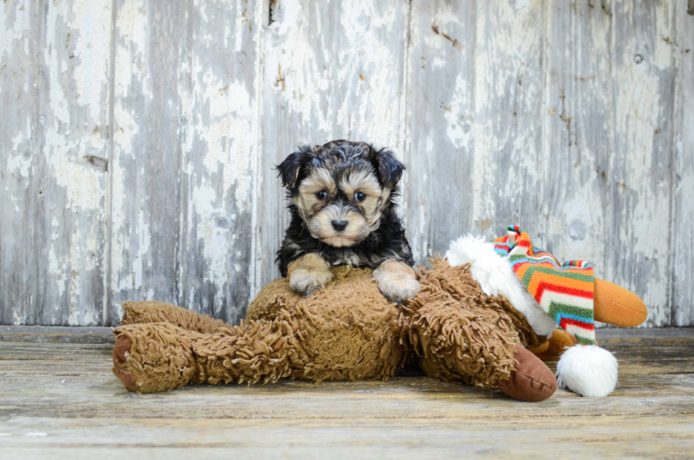 Small Morkie Baby