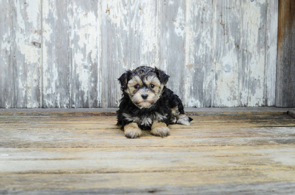 Best Morkie Baby