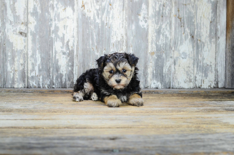 Morkie Pup Being Cute