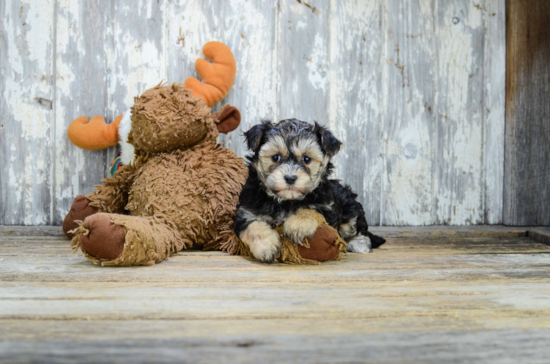 Popular Morkie Designer Pup