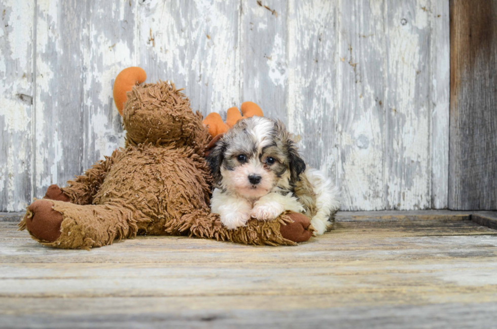 Teddy Bear Puppy for Adoption