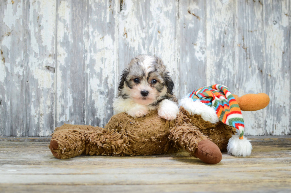 Teddy Bear Puppy for Adoption