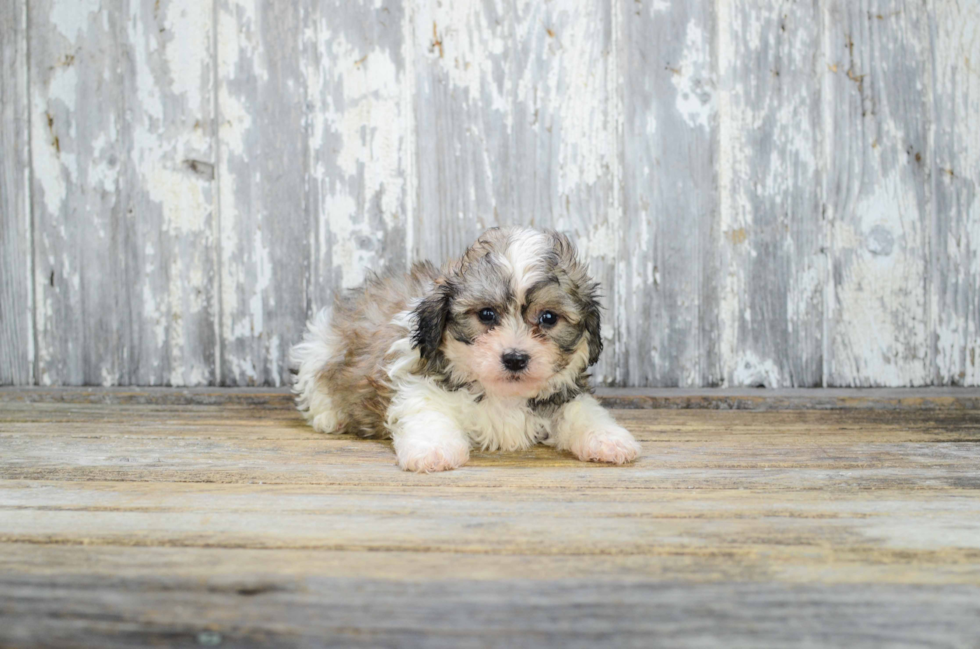 Teddy Bear Pup Being Cute