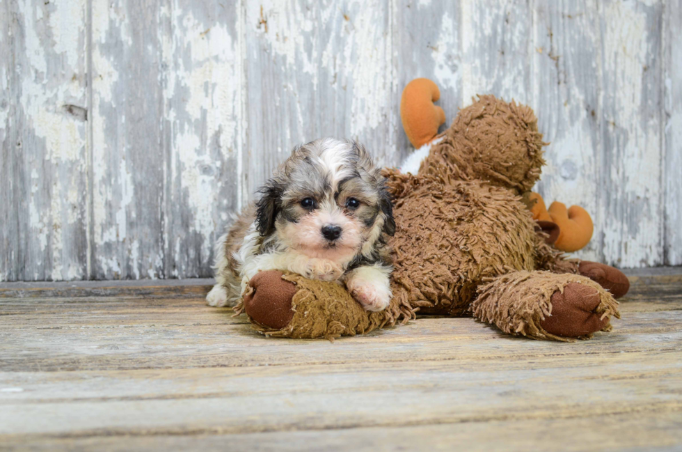 Sweet Teddy Bear Baby