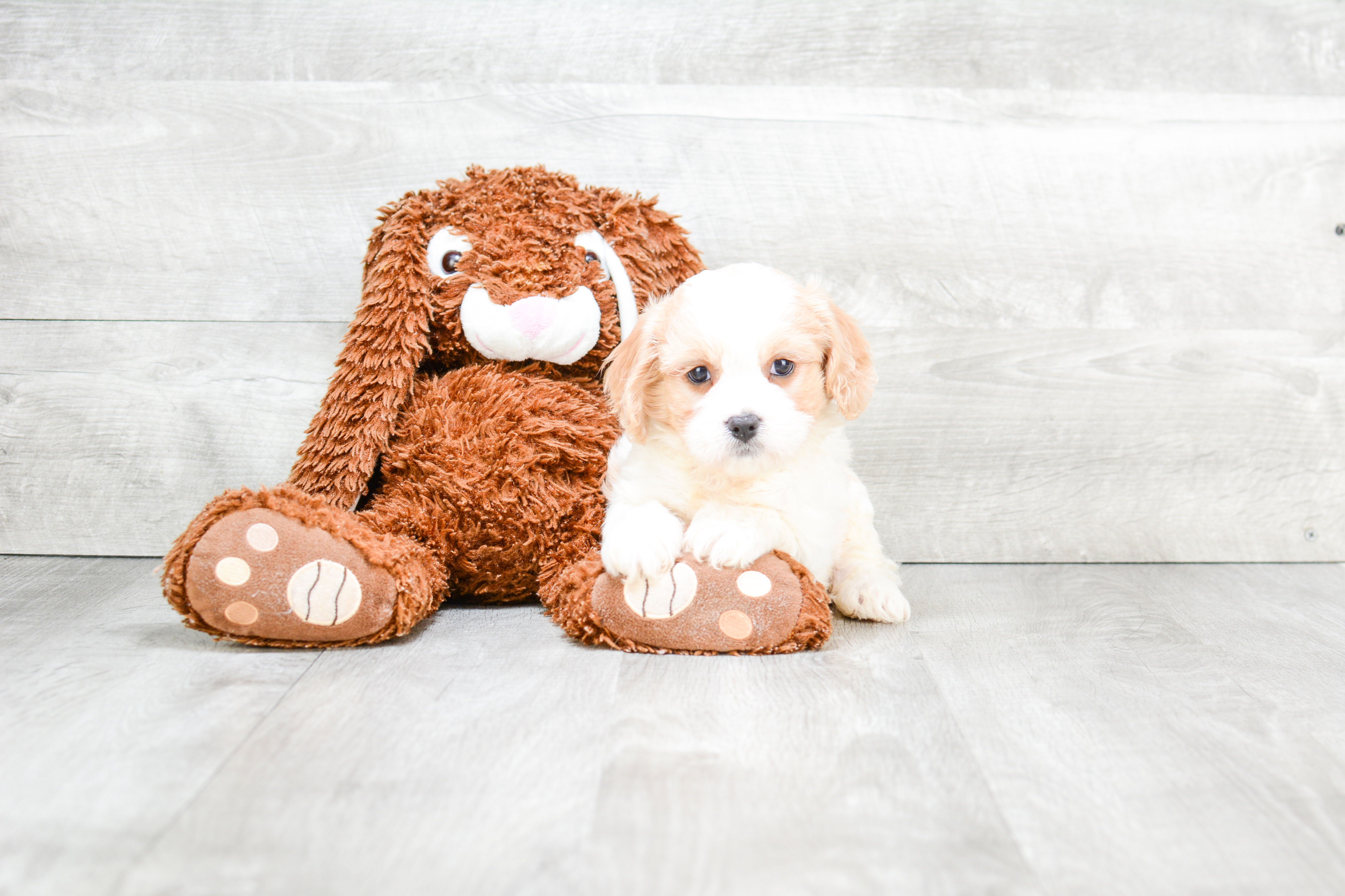 Adorable Cavalier Designer Puppy