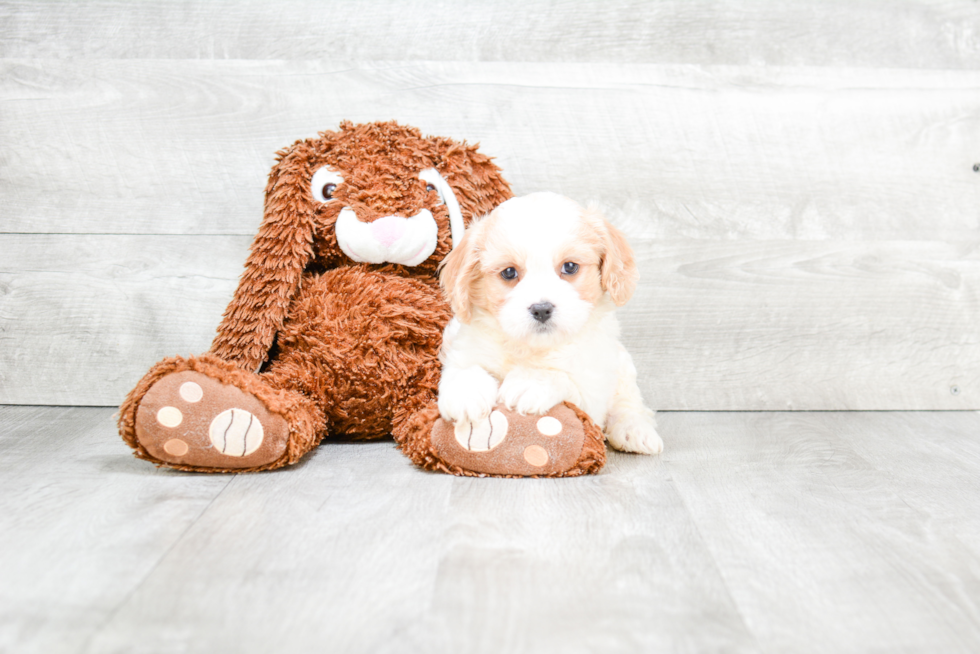 Adorable Cavalier Designer Puppy