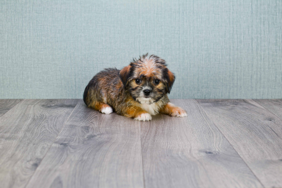 Shorkie Pup Being Cute