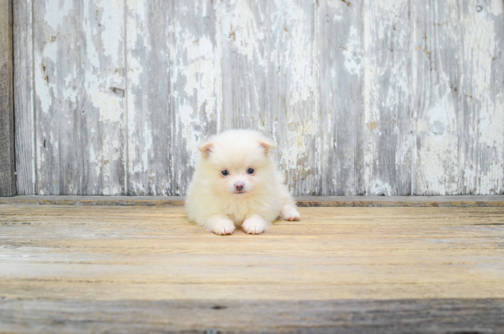 Pomeranian Pup Being Cute