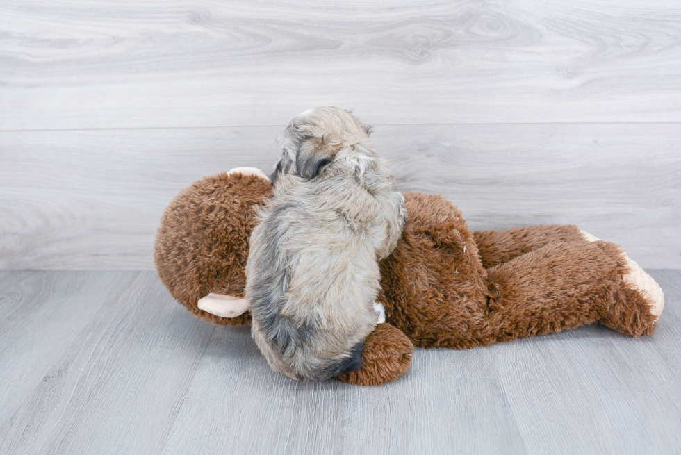 Fluffy Havanese Purebred Puppy