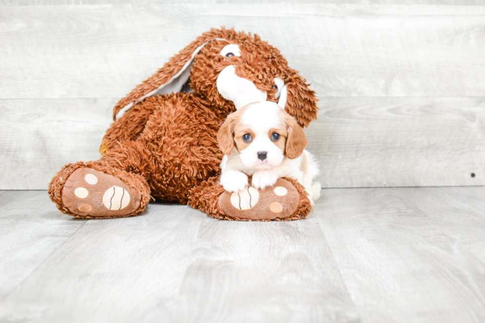 Popular Cavalier King Charles Spaniel Baby