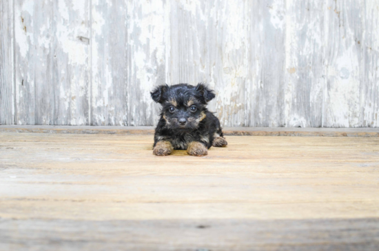 Yorkie Poo Pup Being Cute