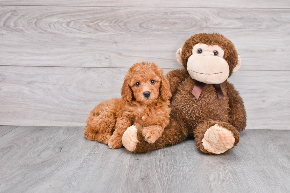 Cute Mini Goldendoodle Baby