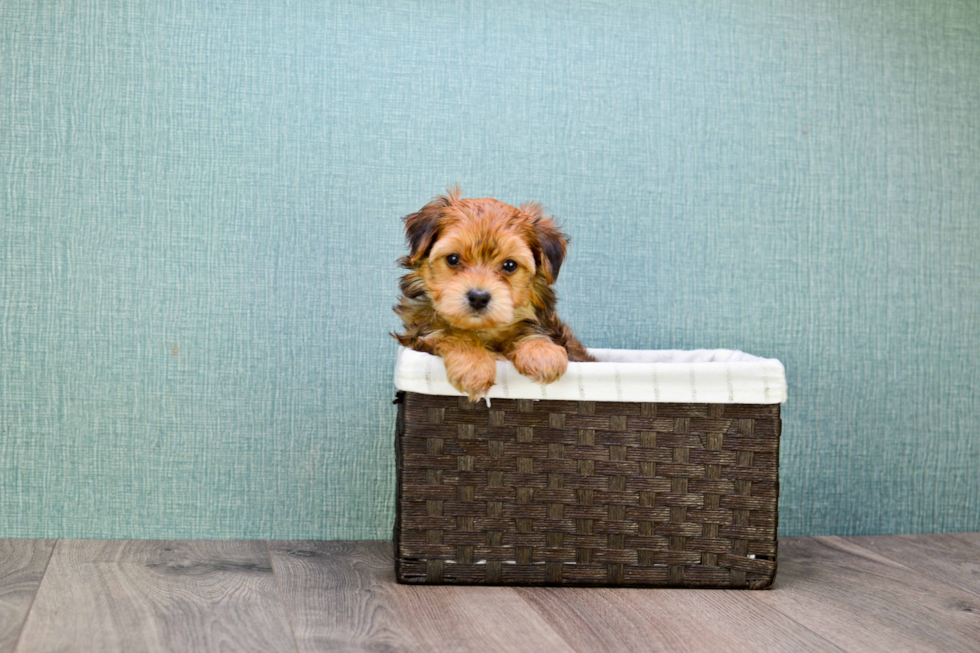 Meet Amy - our Morkie Puppy Photo 