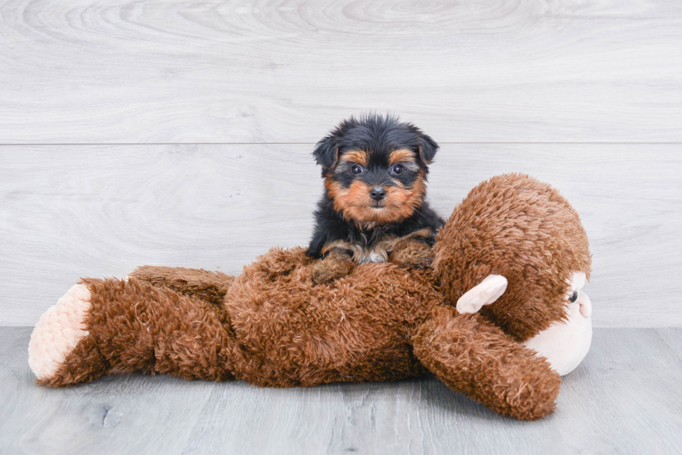 Meet Beckham - our Yorkshire Terrier Puppy Photo 