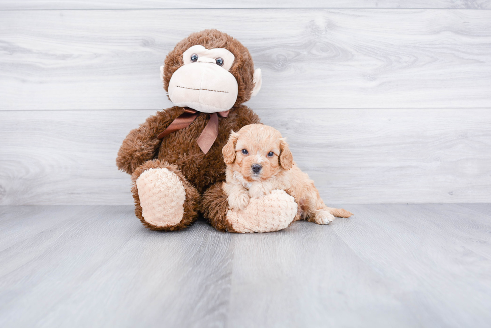 Small Cavapoo Baby