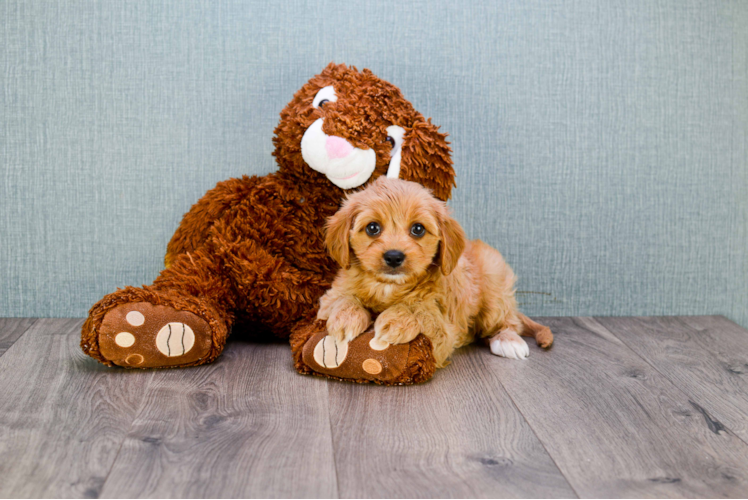 Cavapoo Pup Being Cute