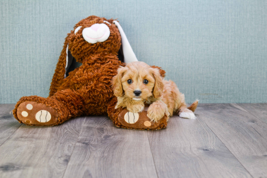 Hypoallergenic Cavoodle Poodle Mix Puppy