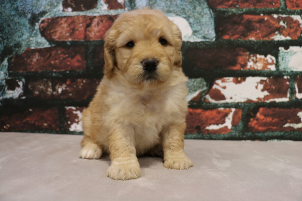 Mini Goldendoodle Pup Being Cute