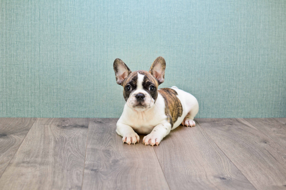 French Bulldog Pup Being Cute