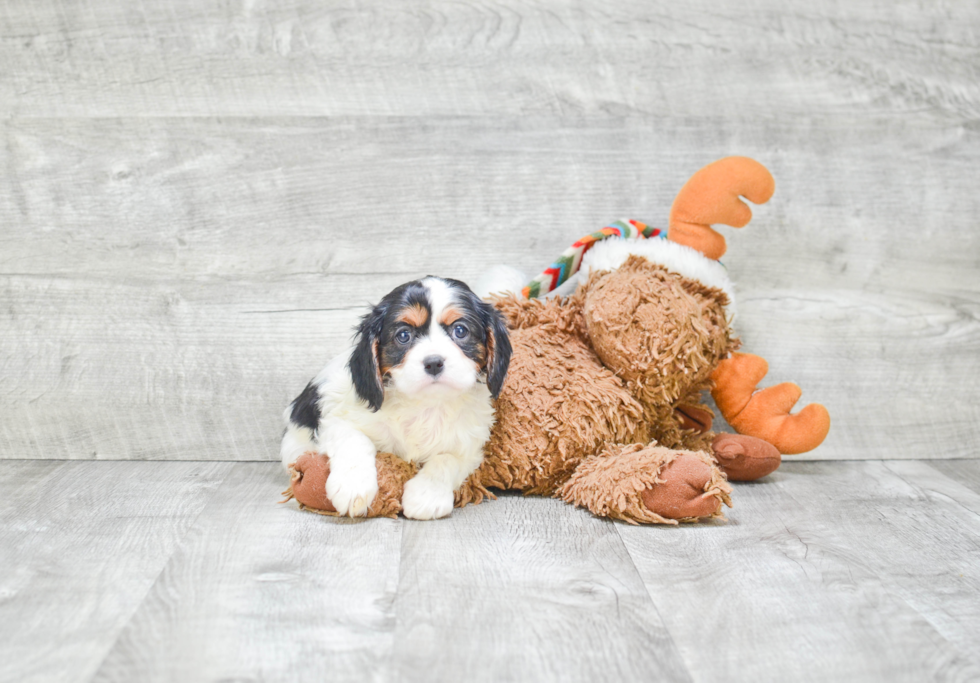 Popular Cavalier King Charles Spaniel Purebred Pup