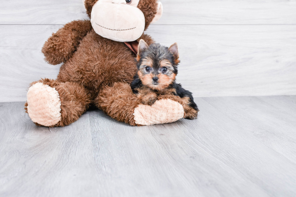 Meet Giselle - our Yorkshire Terrier Puppy Photo 