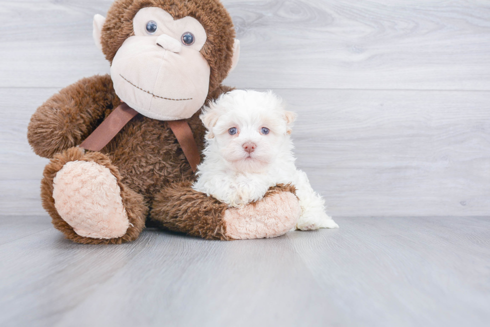 Funny Havanese Baby