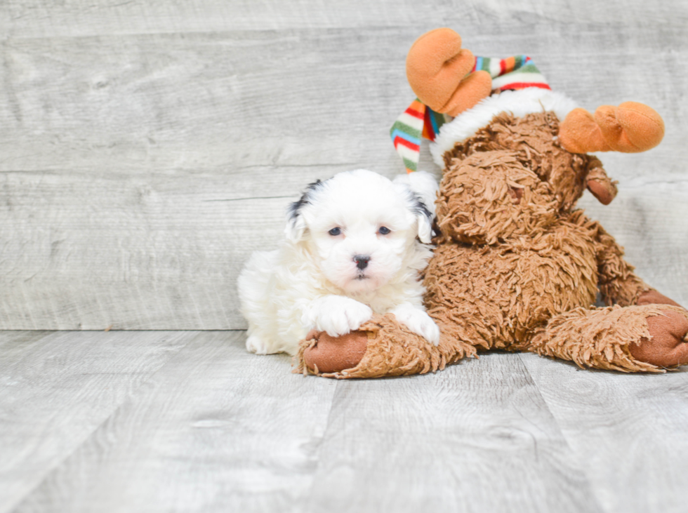 Friendly Teddy Bear Baby