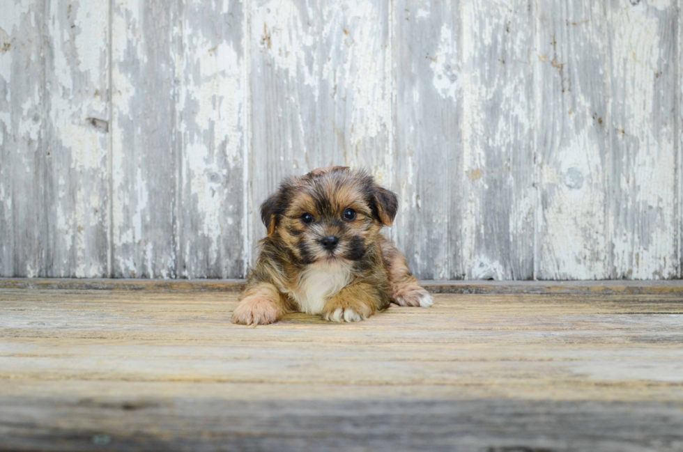 Playful Shorkie Designer Puppy