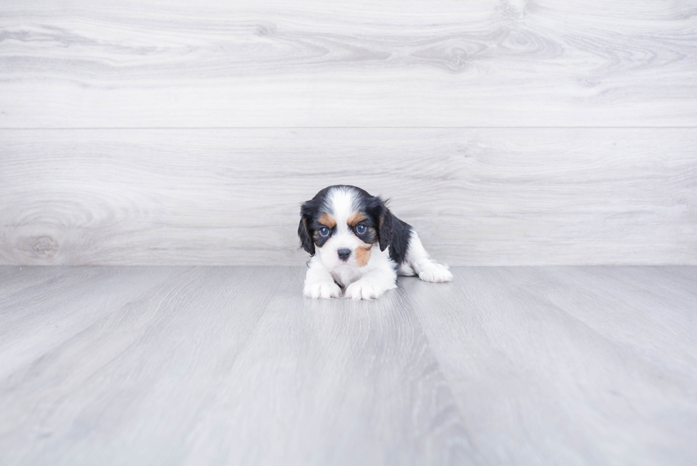 Best Cavalier King Charles Spaniel Baby