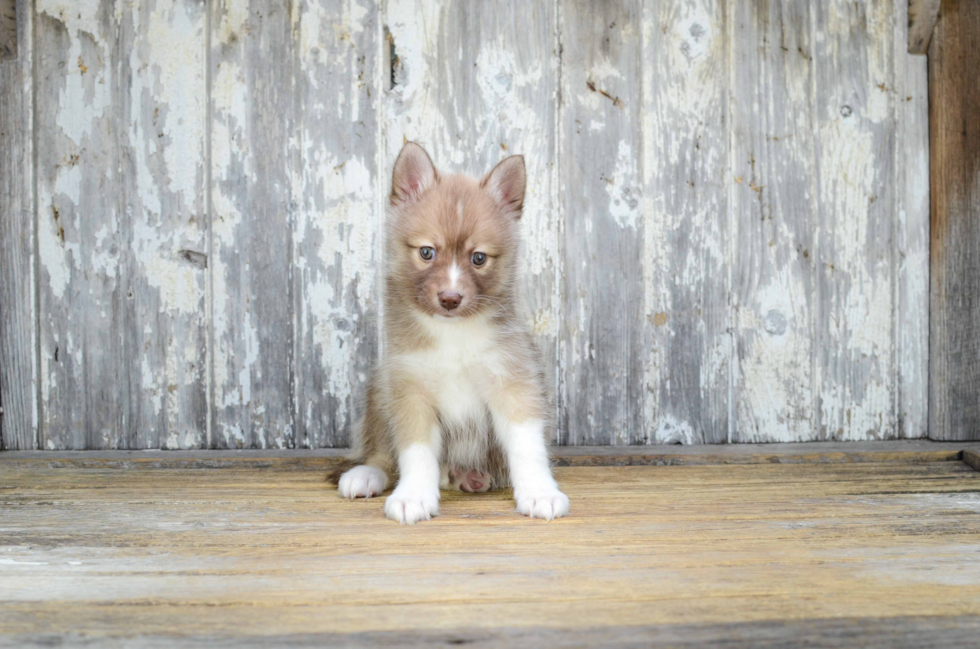 Sweet Pomsky Baby